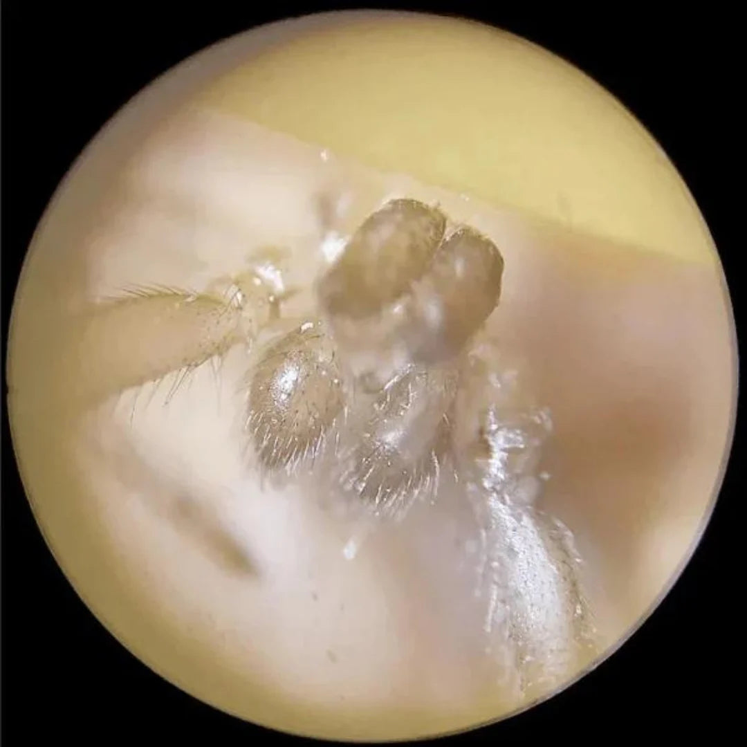 MicroMundo™| Microscopio portable para niños🔬